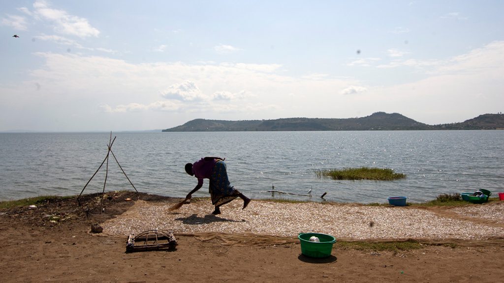 woman drying fish on the shores of Lake Victoria - Kenya