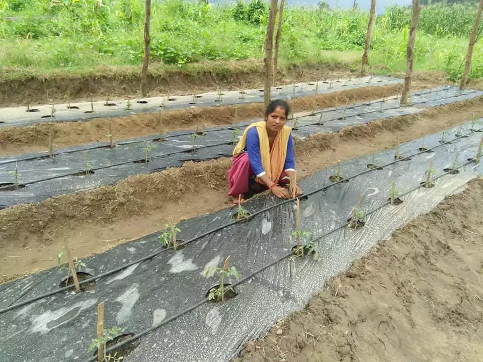 A Nepali woman crouched down and attending to the crops in her agricultural field. You can see 6 rows of crops, they have a plastic covering and drip irrigation pipes running along them, small plants are growing out of the holes in the plastic.